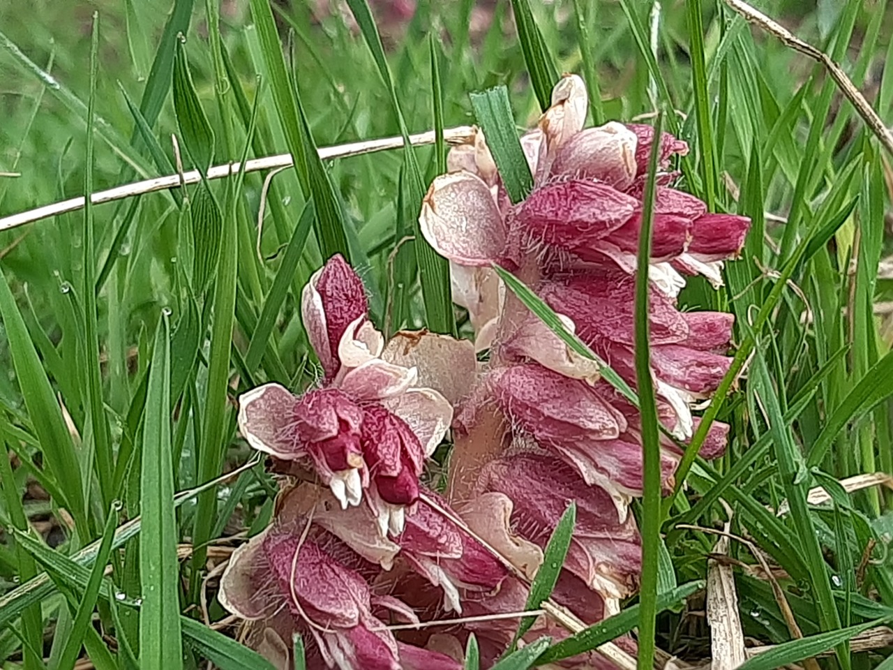 Lathraea squamaria