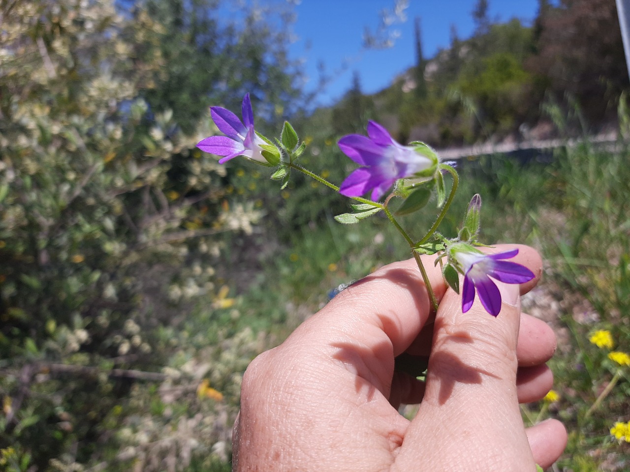 Legousia speculum-veneris