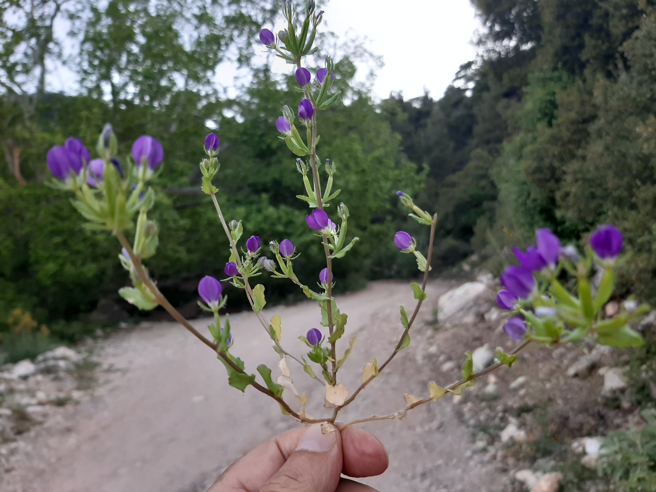 Legousia speculum-veneris