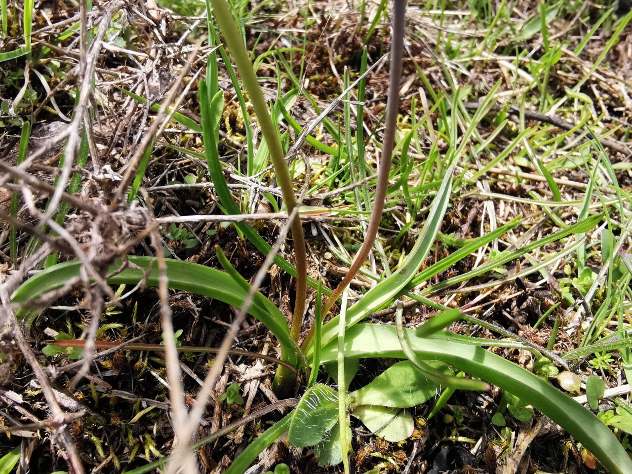 Muscari aucheri