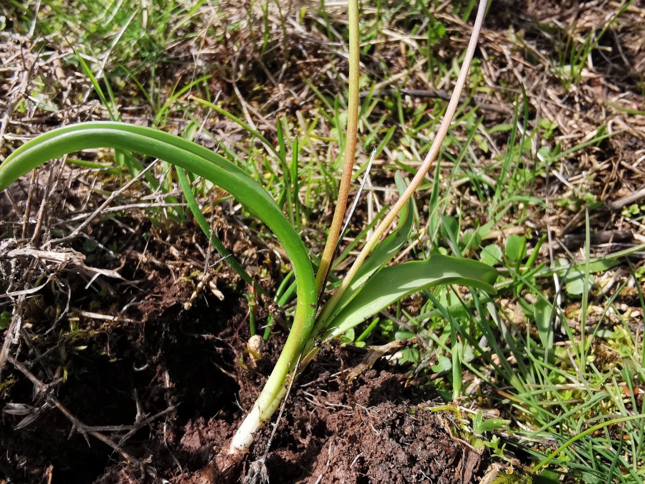 Muscari aucheri