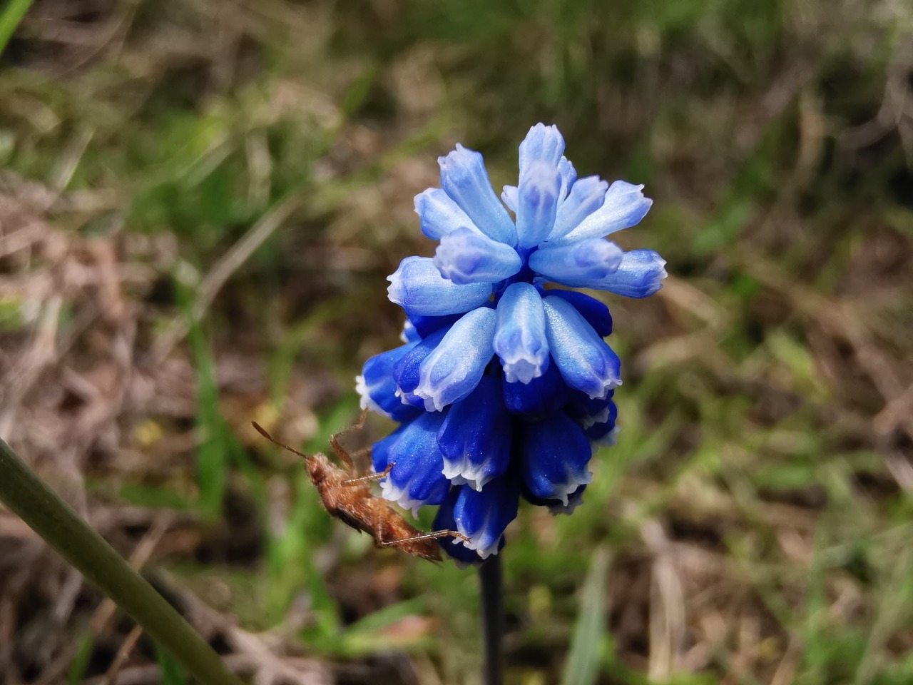 Muscari aucheri