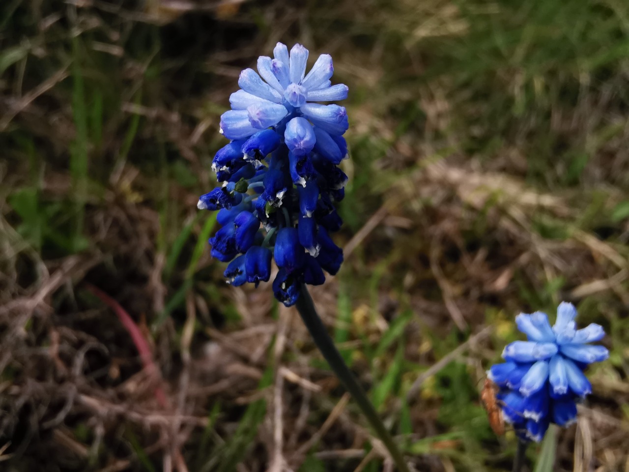 Muscari aucheri