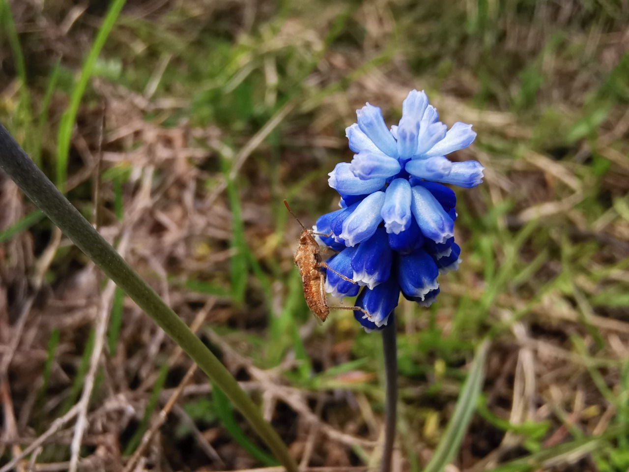 Muscari aucheri