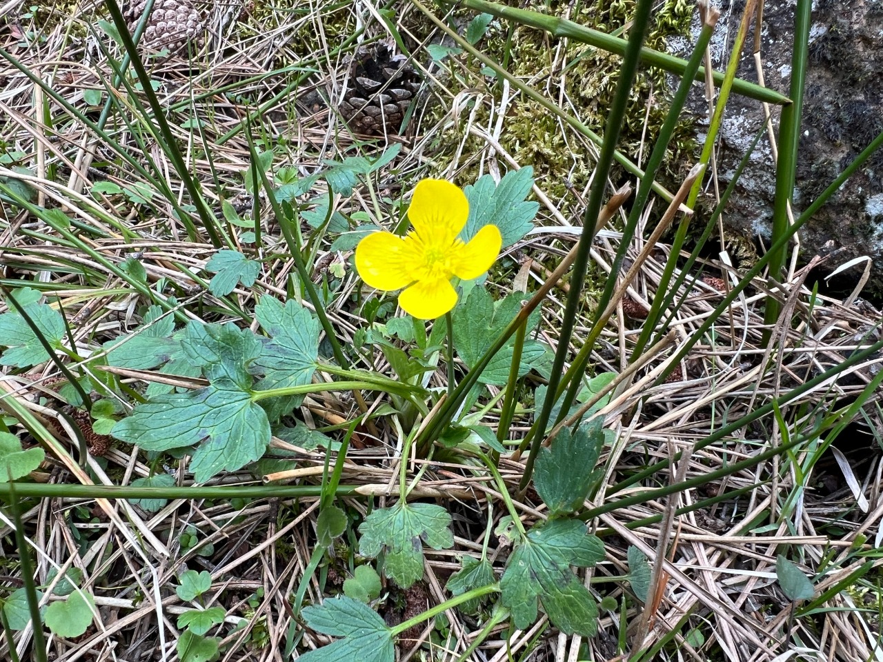 Ranunculus constantinopolitanus