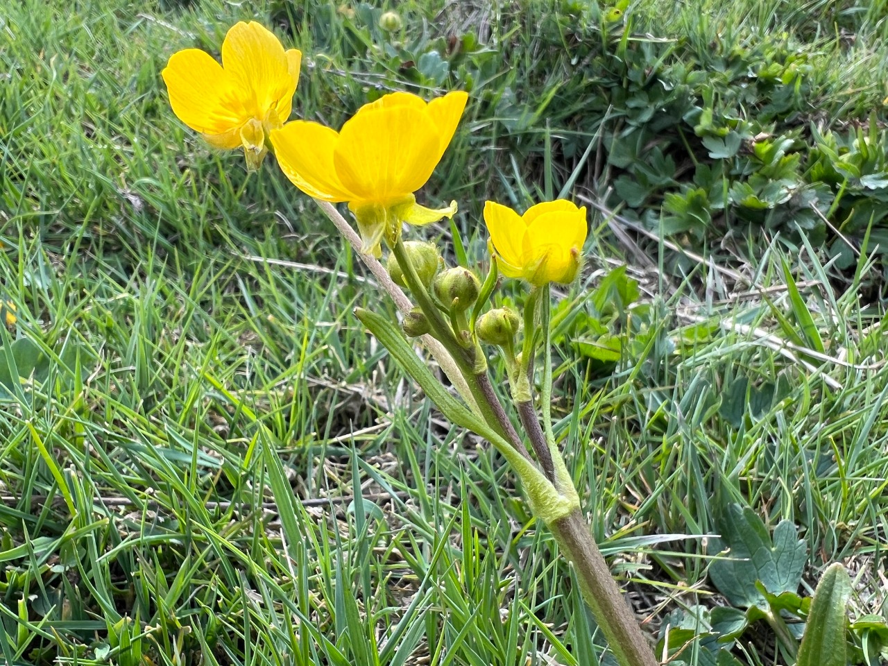 Ranunculus constantinopolitanus