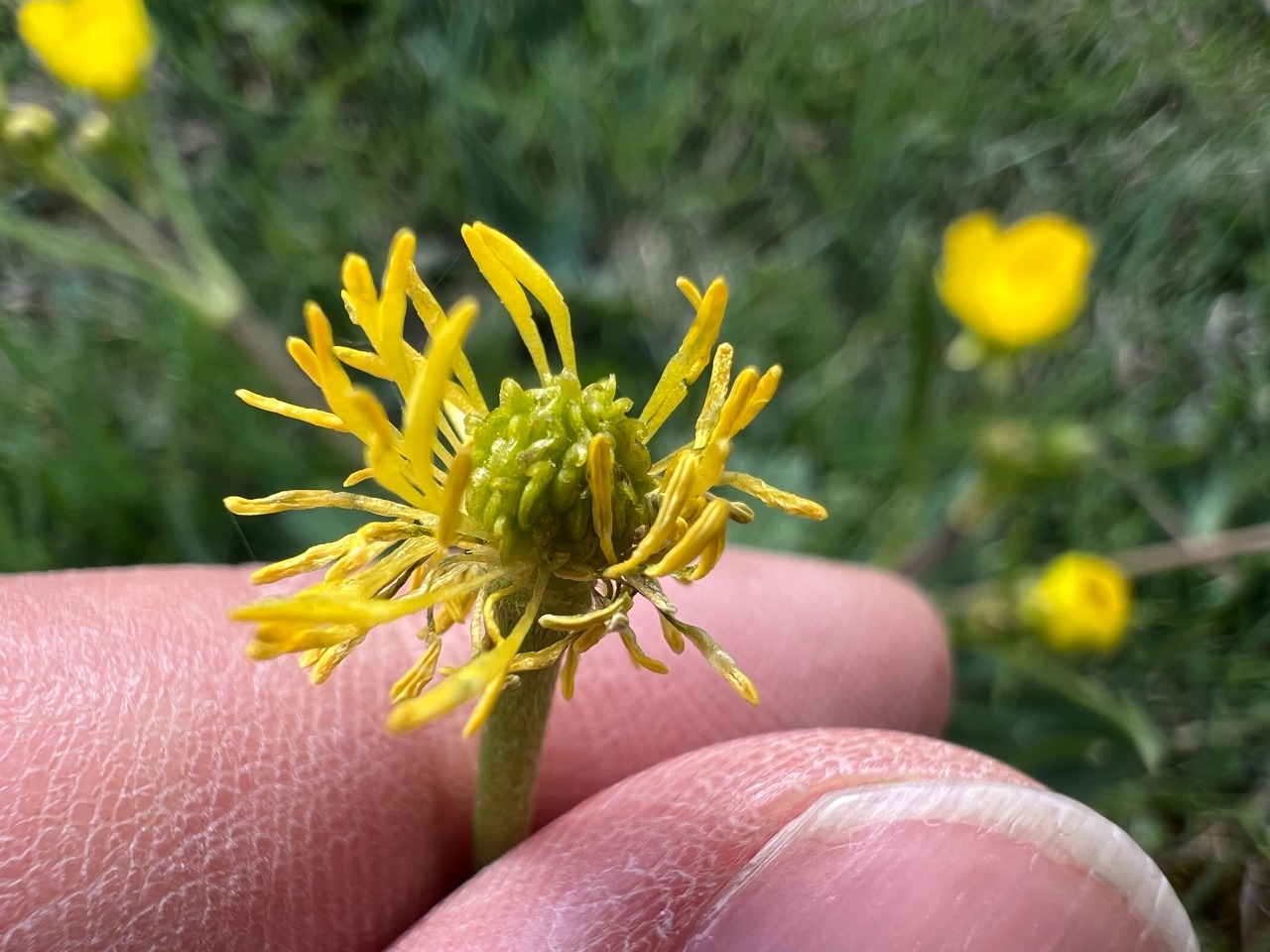 Ranunculus constantinopolitanus