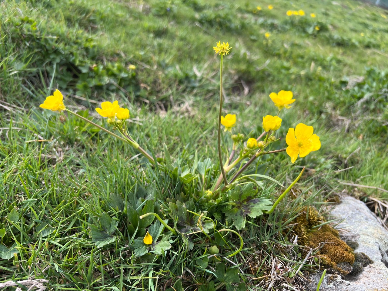 Ranunculus constantinopolitanus