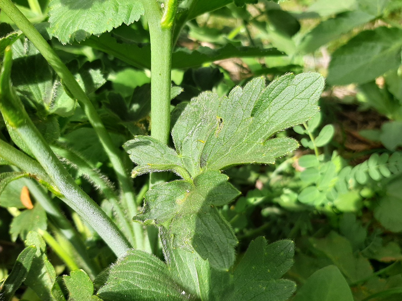 Ranunculus constantinopolitanus