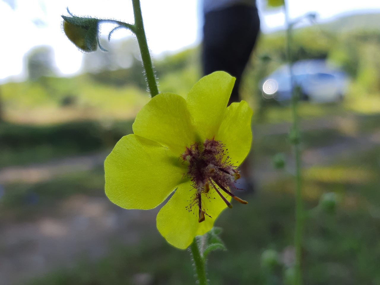 Verbascum blattaria