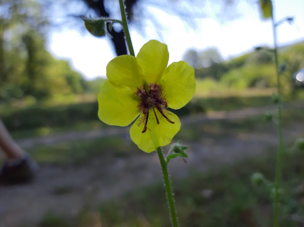 Verbascum blattaria