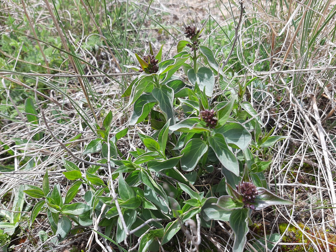 Vincetoxicum fuscatum