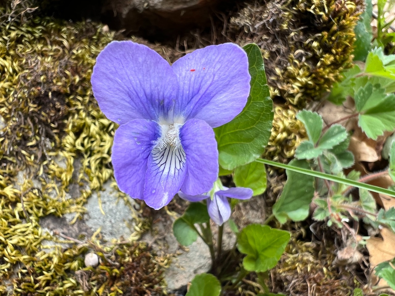 Viola sieheana