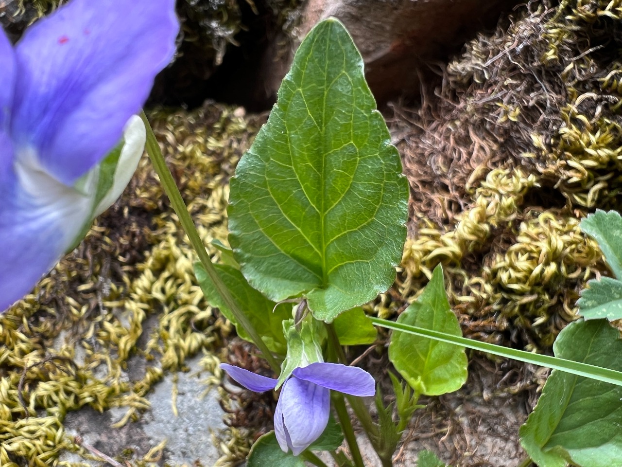 Viola sieheana