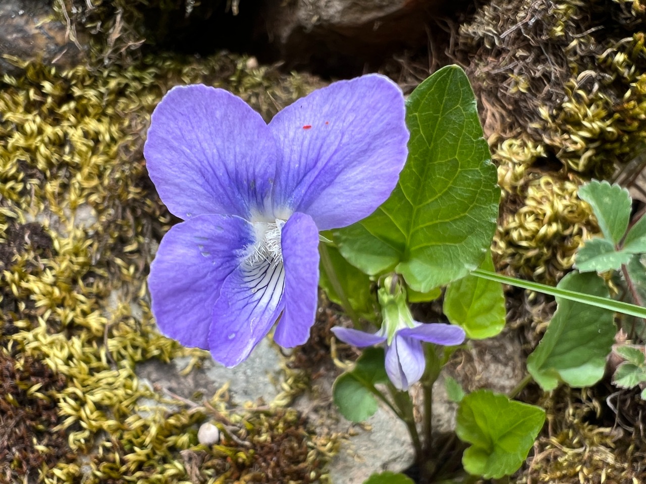 Viola sieheana