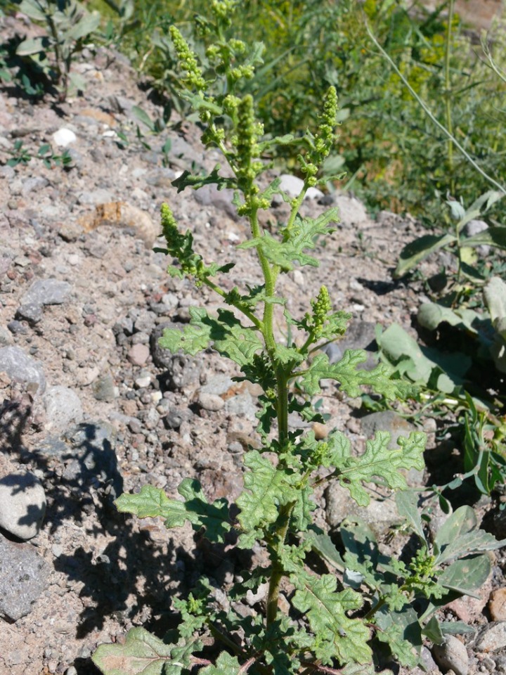 Chenopodium botrys