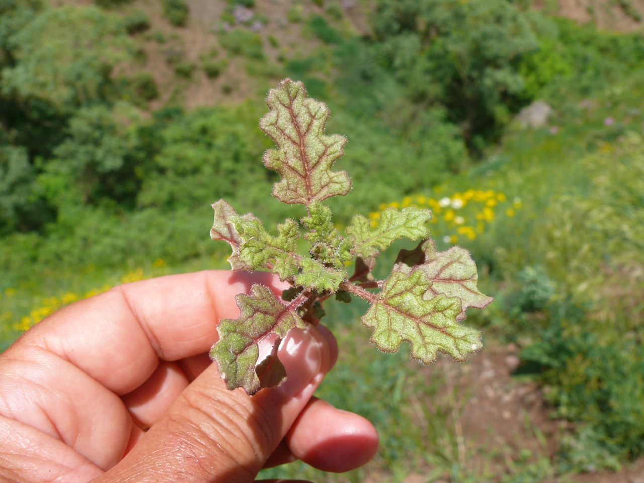 Chenopodium botrys