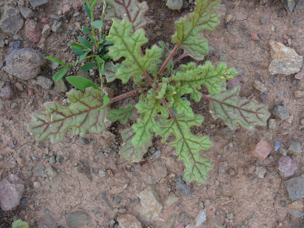 Chenopodium botrys