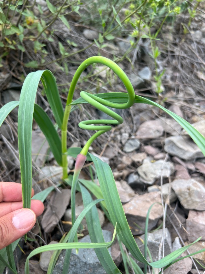 Allium sativum