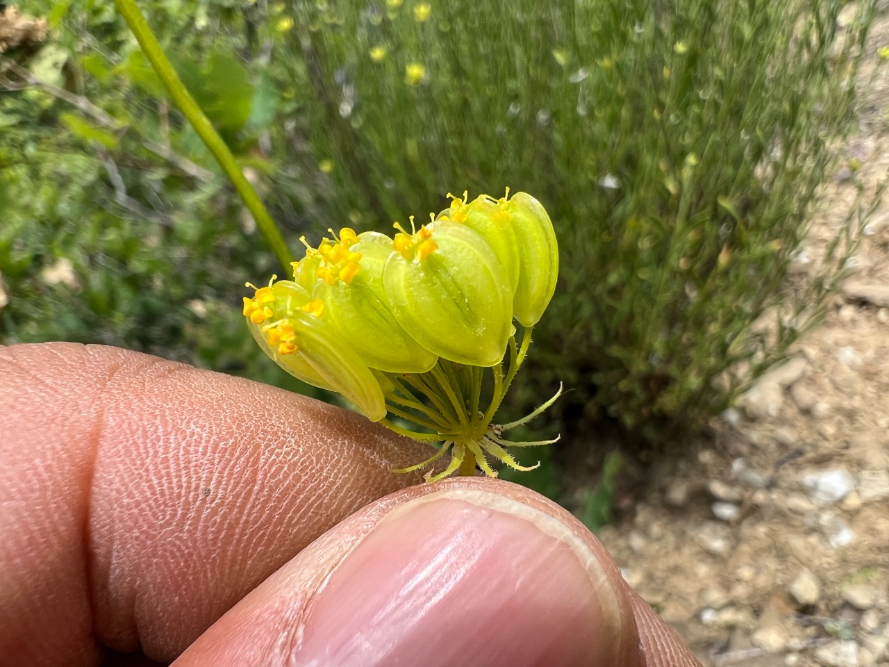 Pastinaca armena