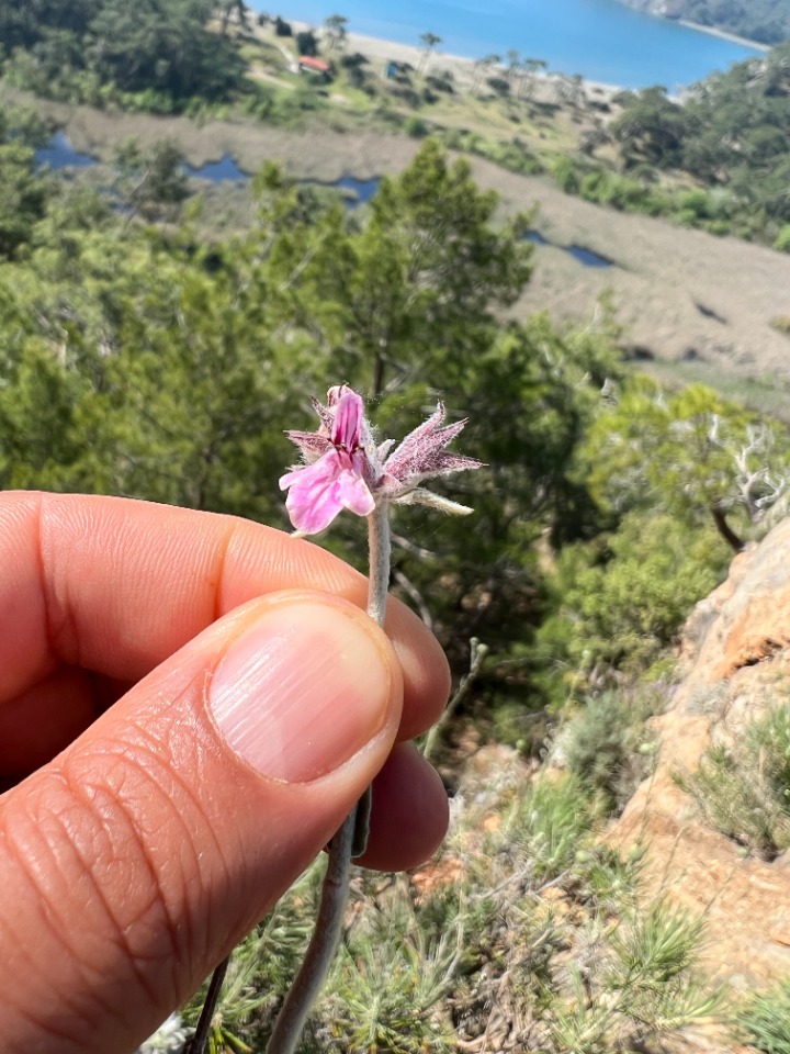 Stachys bombycina