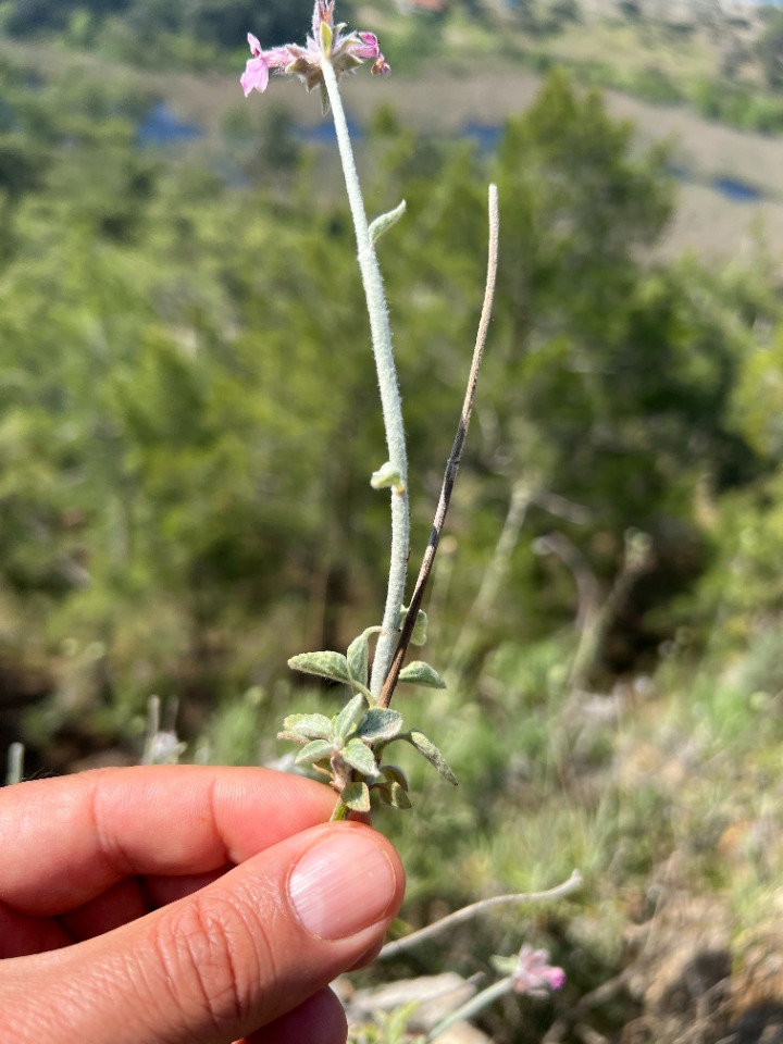 Stachys bombycina