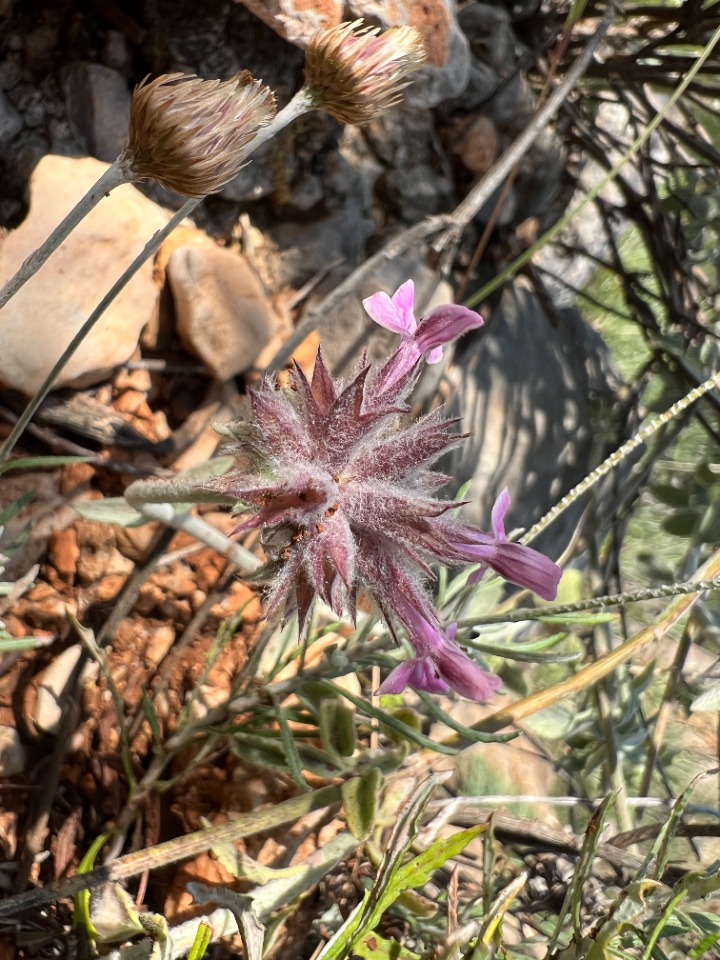 Stachys bombycina