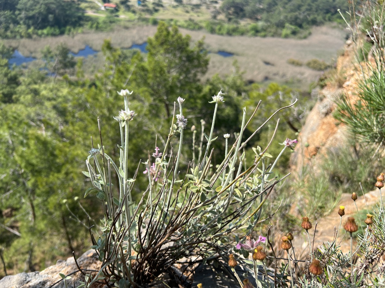 Stachys bombycina