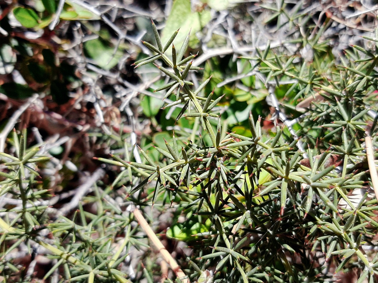 Asparagus aphyllus subsp. orientalis