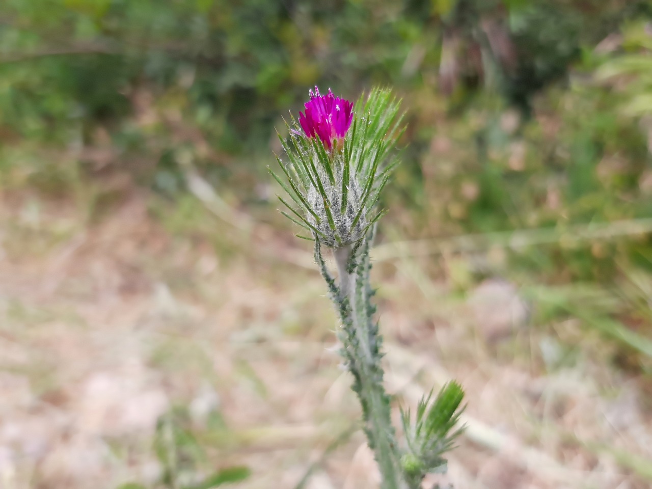 Carduus acicularis