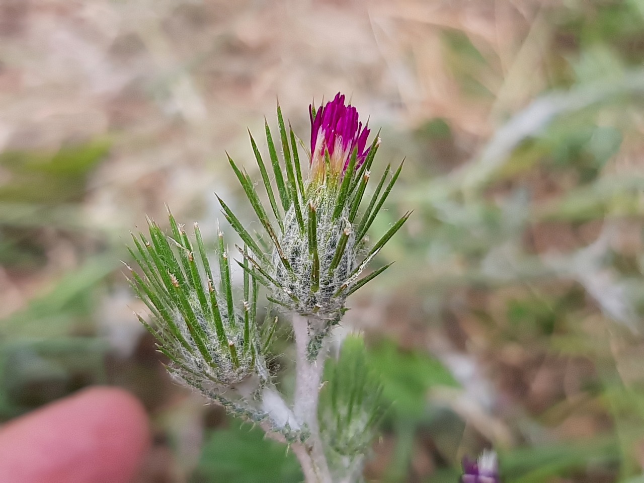 Carduus acicularis