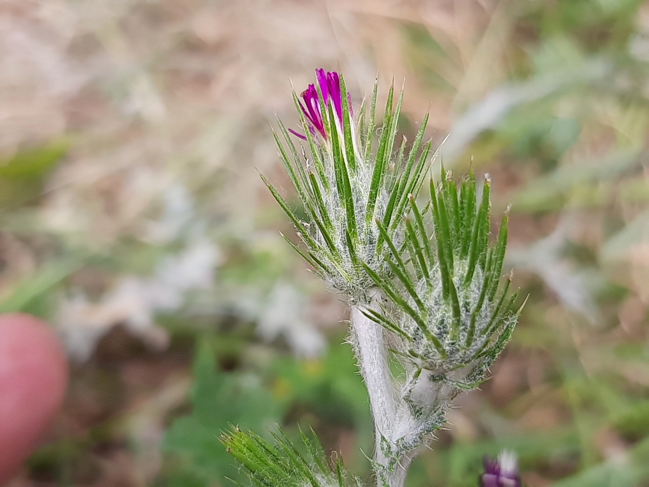 Carduus acicularis