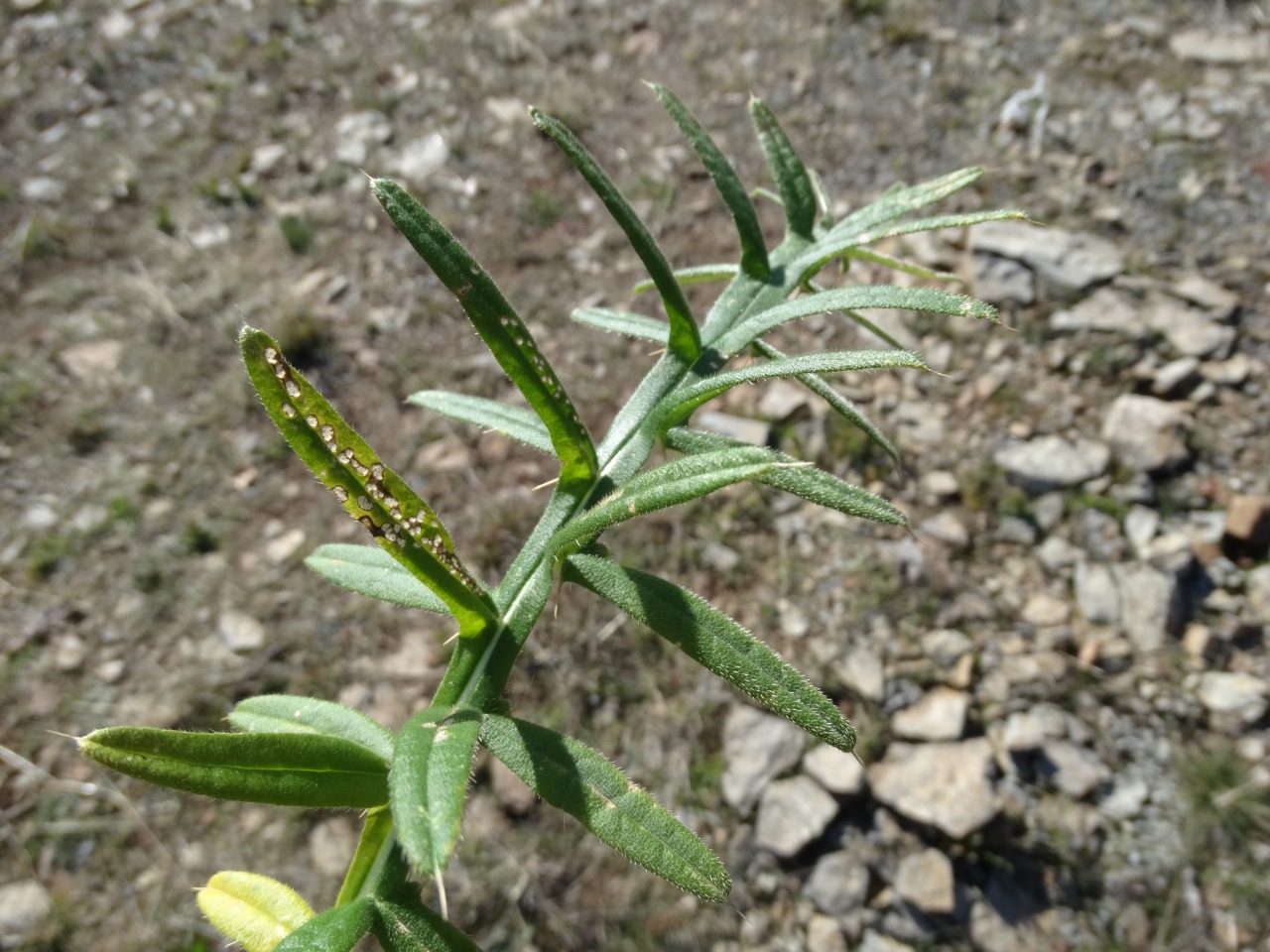 Cirsium ligulare