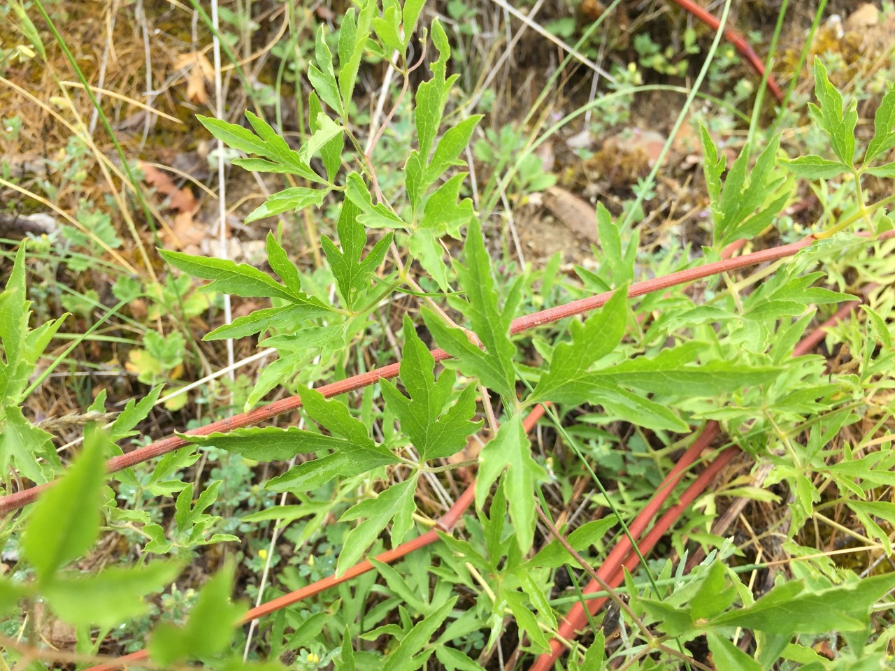 Clematis viticella