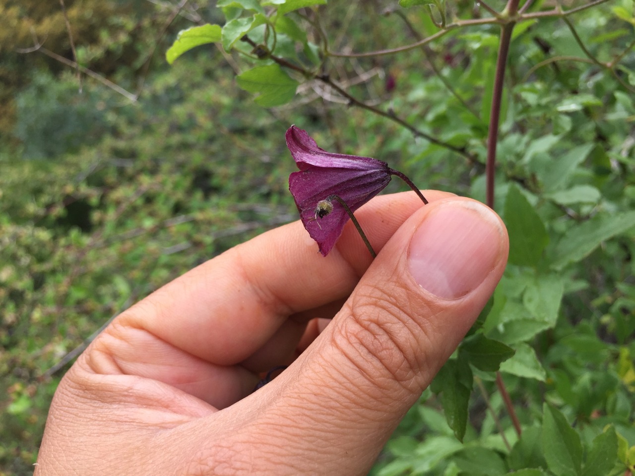 Clematis viticella