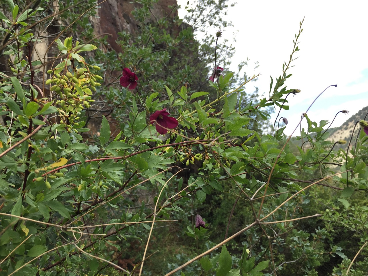 Clematis viticella