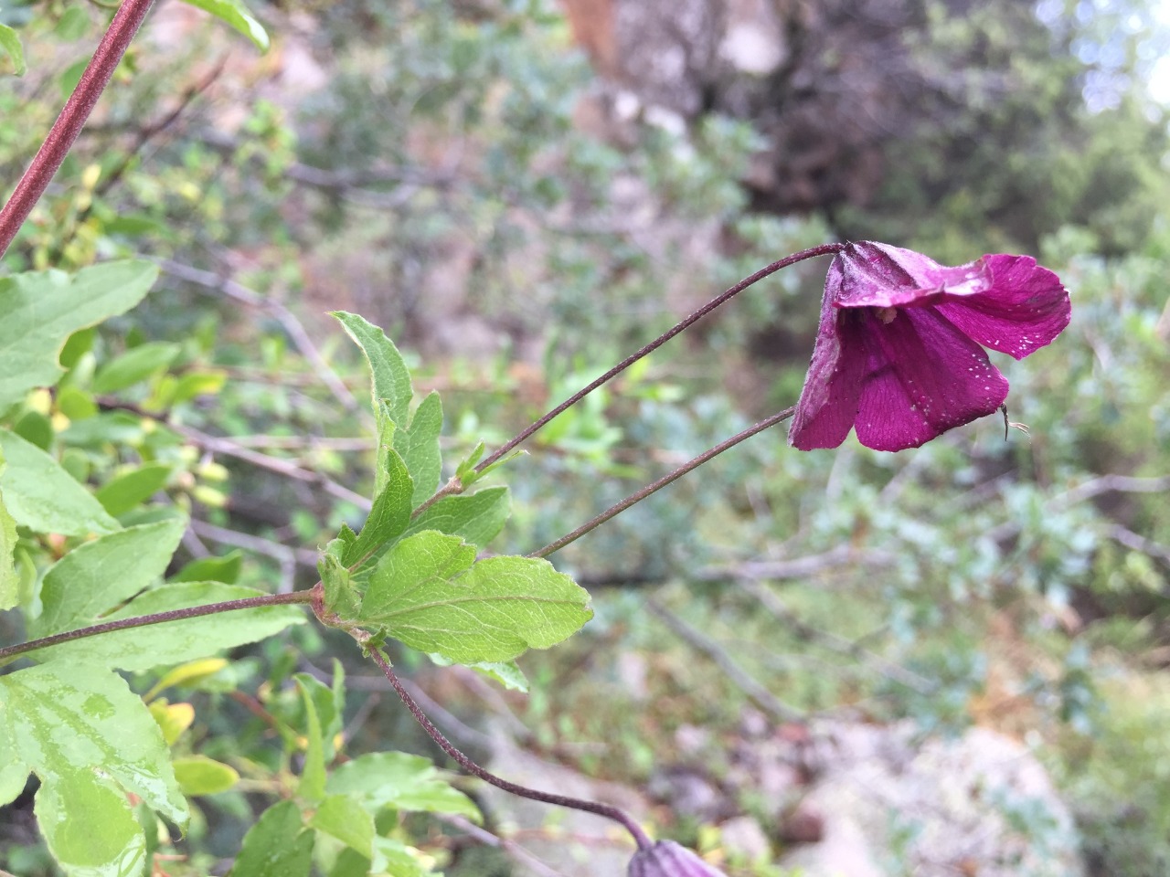 Clematis viticella