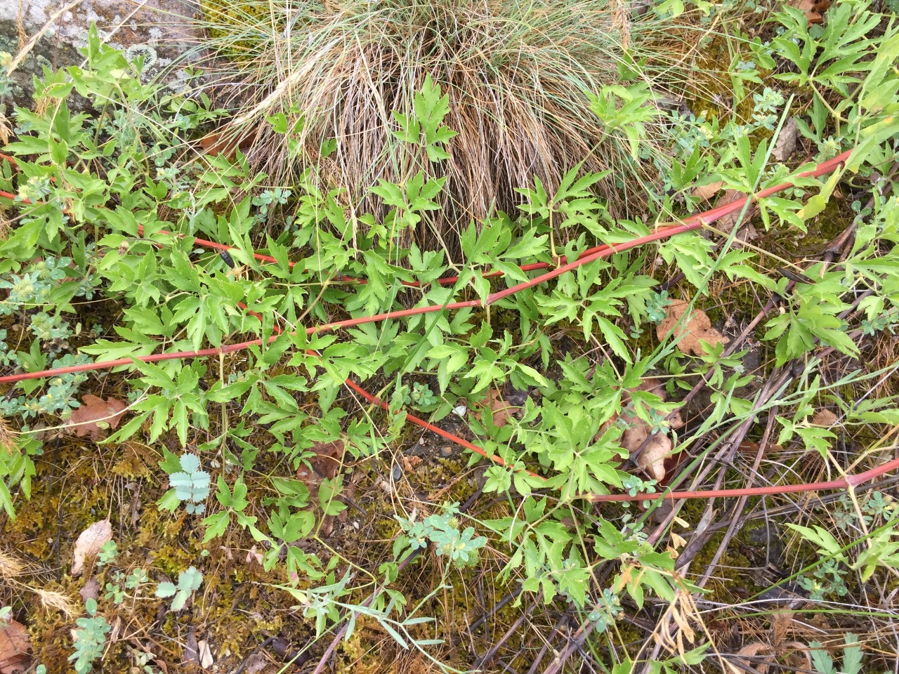 Clematis viticella