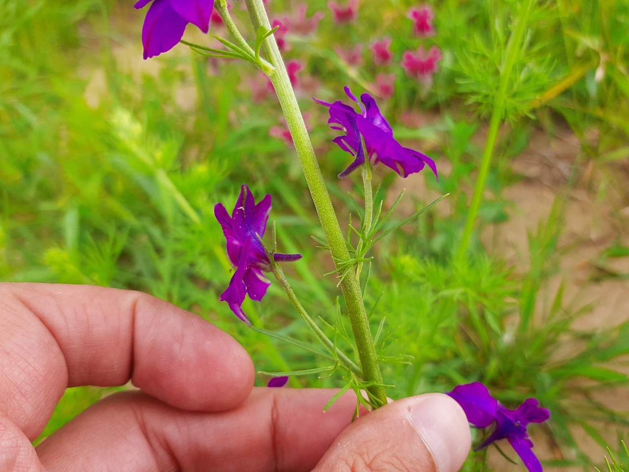 Consolida regalis subsp. paniculata