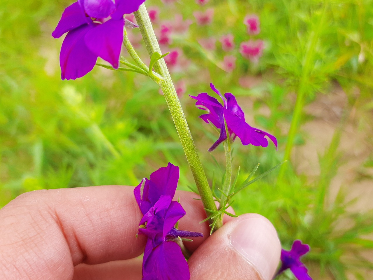 Consolida regalis subsp. paniculata
