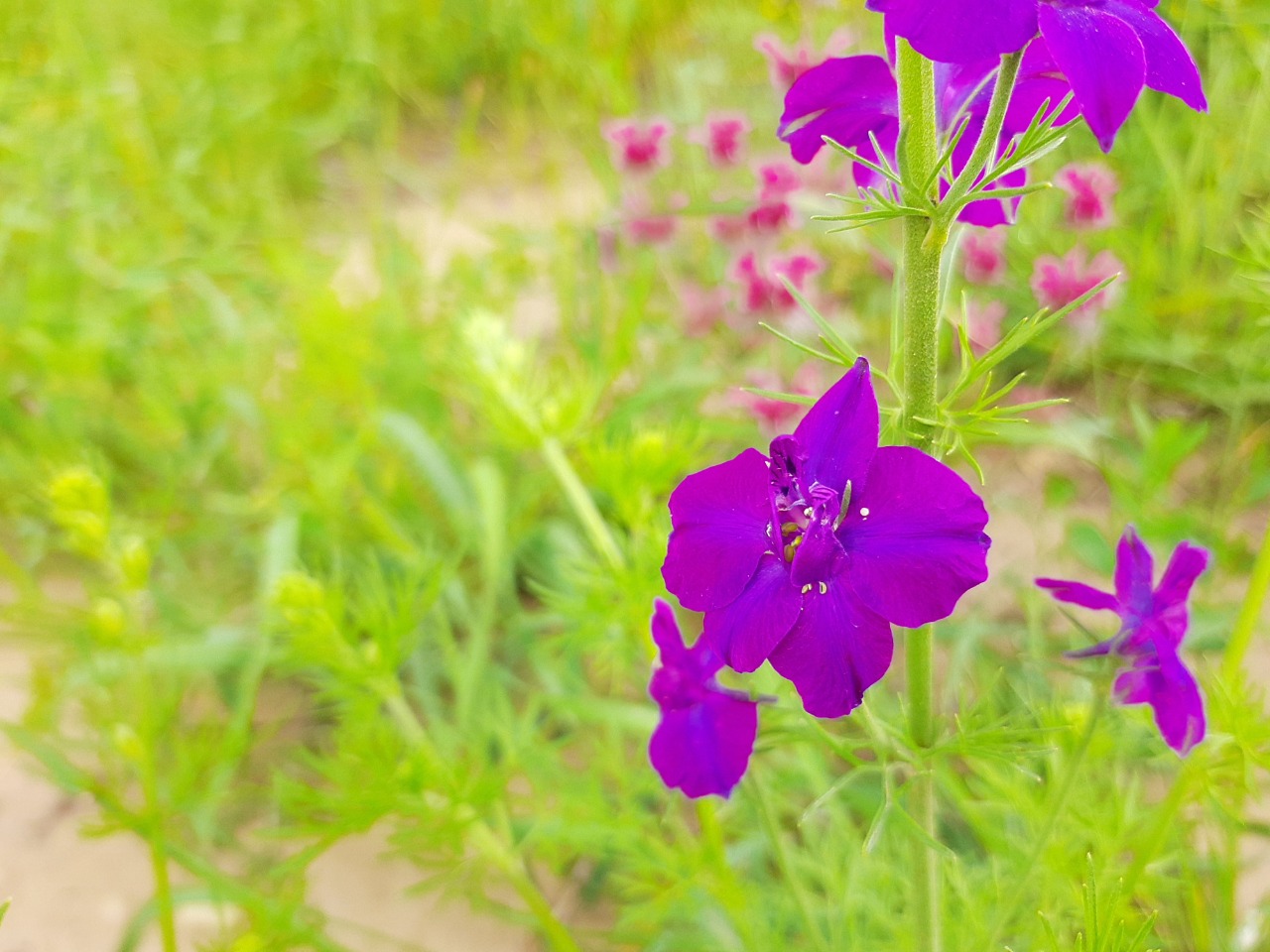 Consolida regalis subsp. paniculata