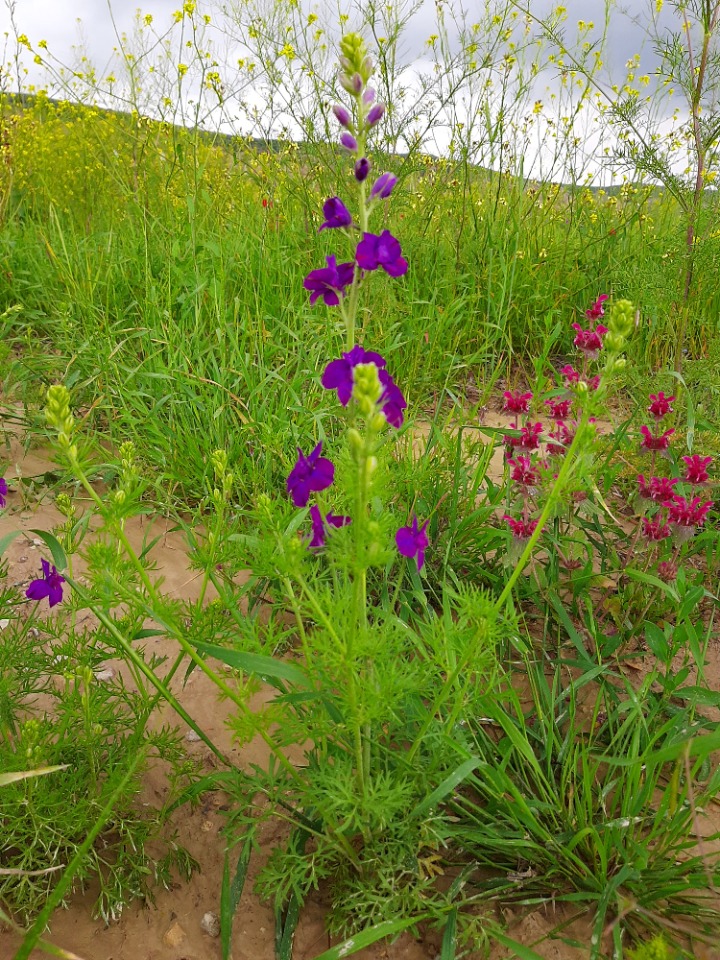 Consolida regalis subsp. paniculata