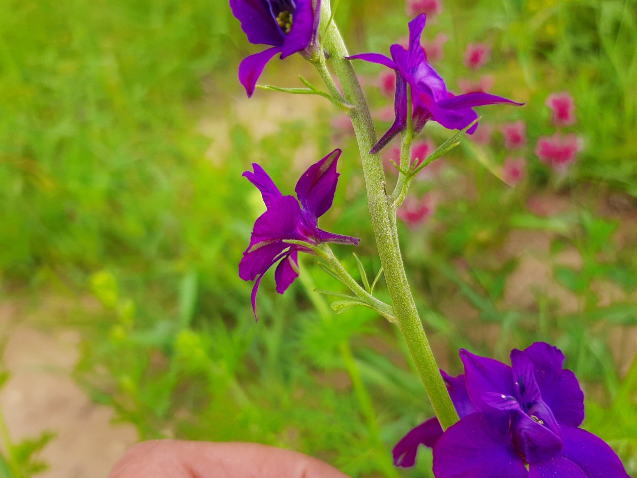 Consolida regalis subsp. paniculata