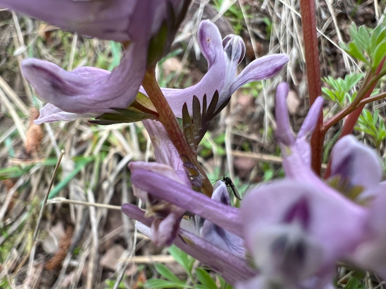 Corydalis wendelboi subsp. congesta