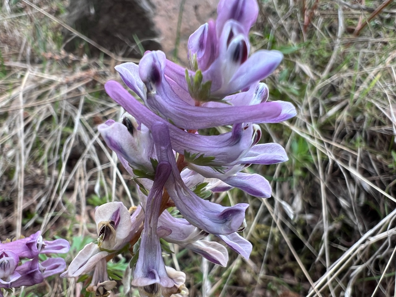 Corydalis wendelboi subsp. congesta