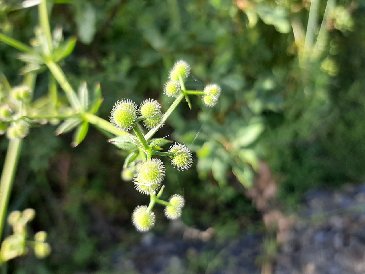 Galium aparine