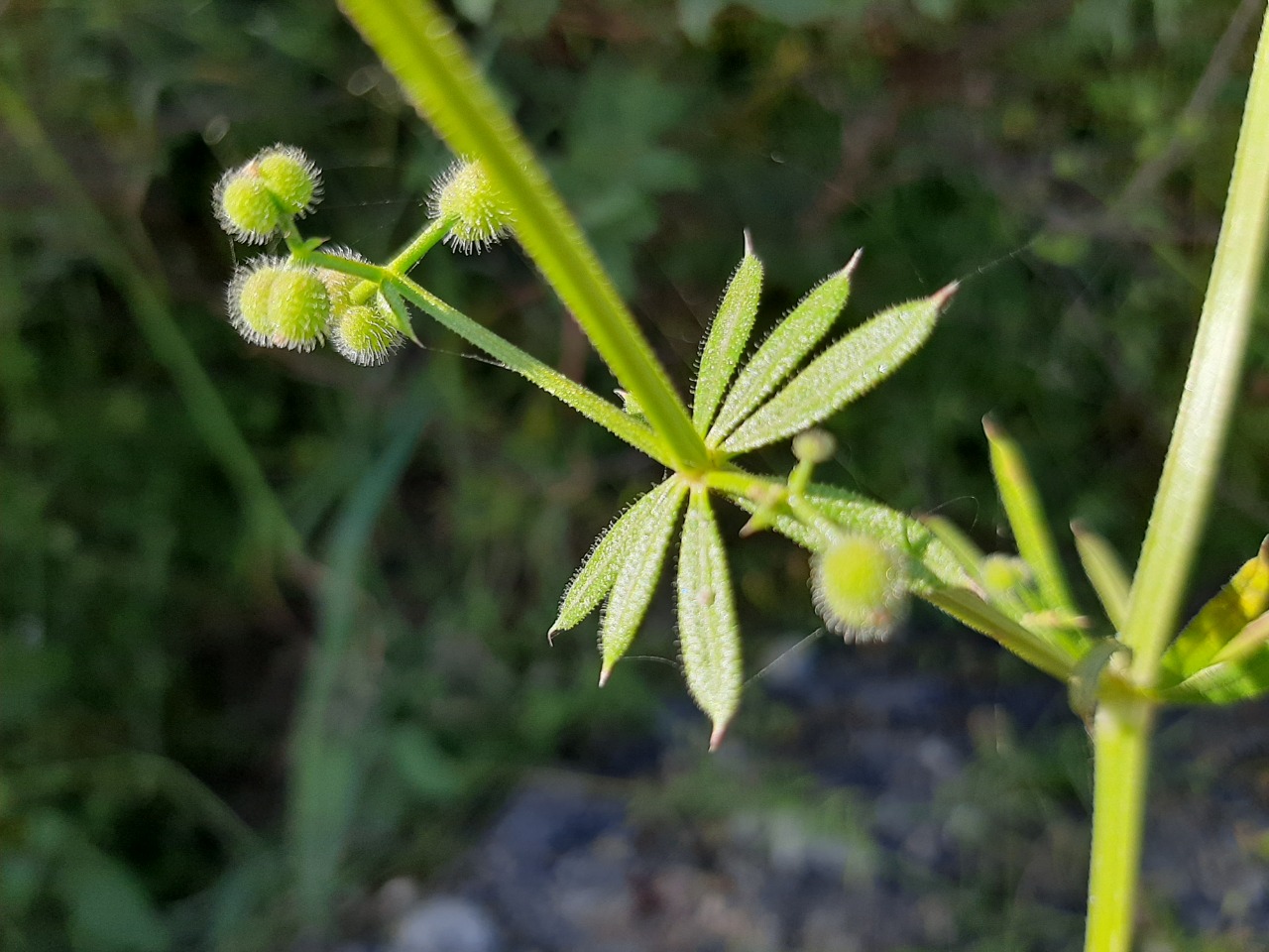 Galium aparine