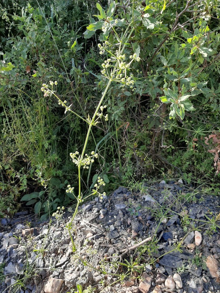 Galium aparine
