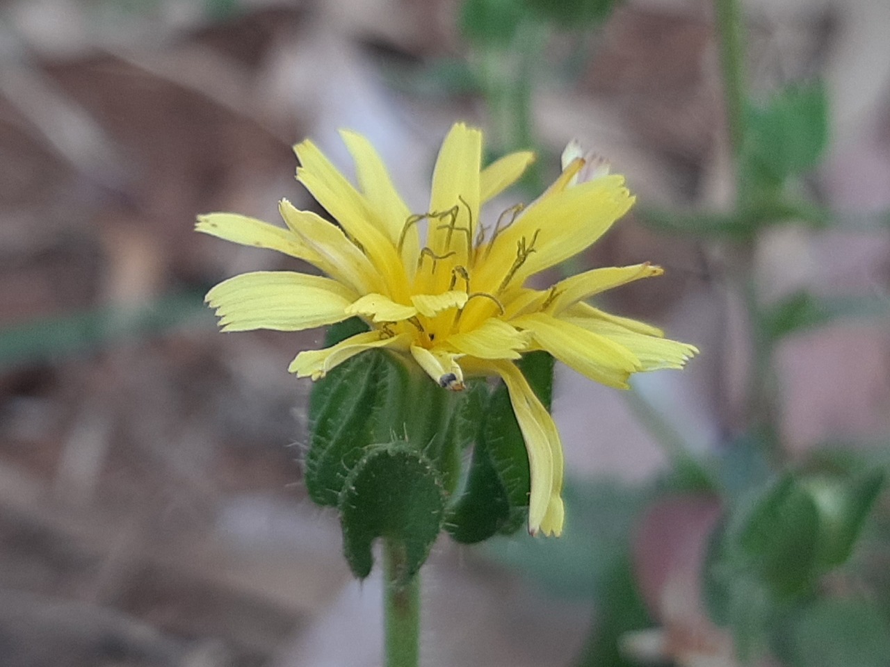 Helminthotheca echioides