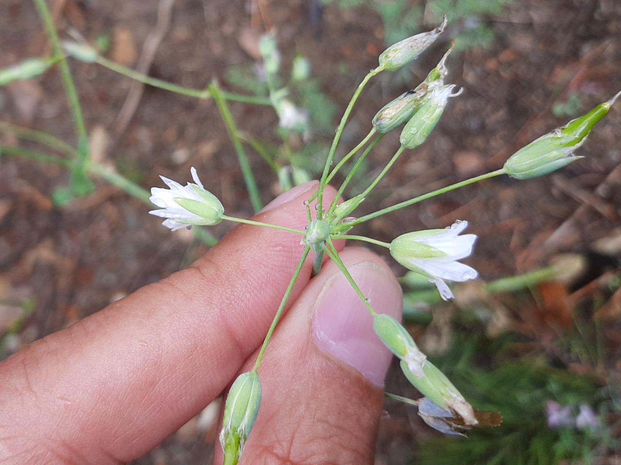 Holosteum marginatum